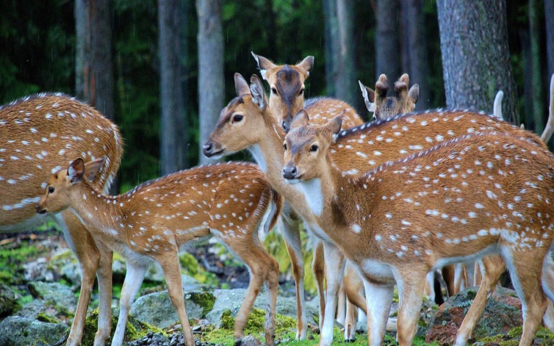 Hunting In Texas, So There Are Reasons To Go There!