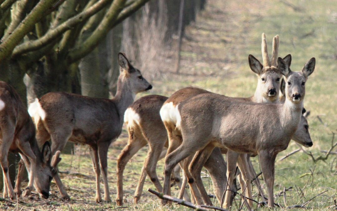 Deer Hunting on the Move:  Still Hunting for Deer, or Get off the Stump