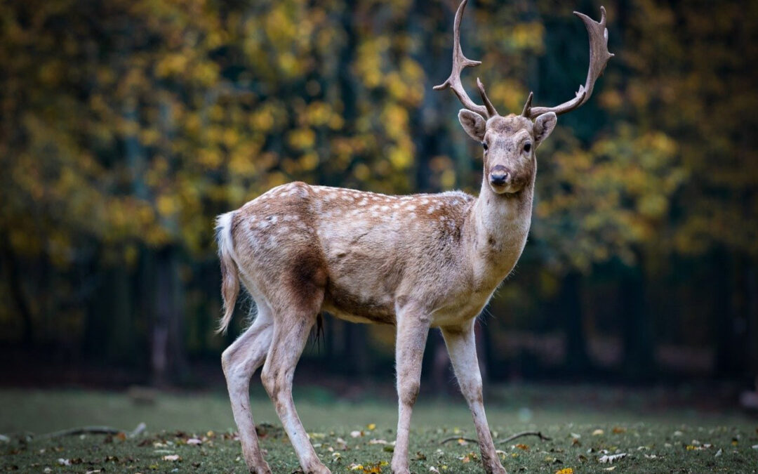 How to Skin a Deer